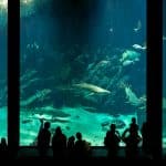 Underwater Hotels: Sleeping with Sharks (Without the Cage)