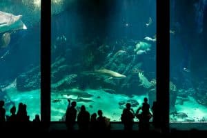 Underwater Hotels: Sleeping with Sharks (Without the Cage)
