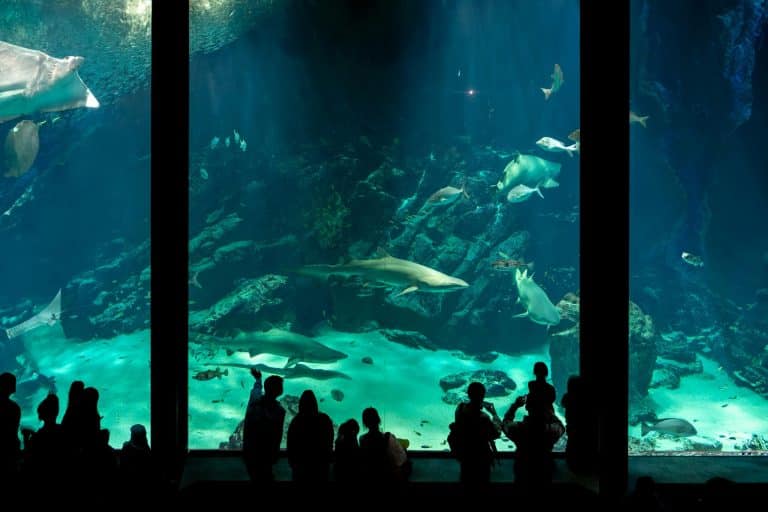 Underwater Hotels: Sleeping with Sharks (Without the Cage)