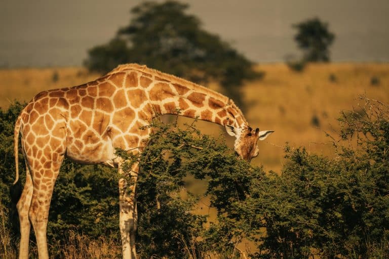 Safari Fails: When Wildlife Encounters Go Hilariously Wrong