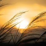 Rural Broadband Effect: How Starlink Is Reviving Countryside Markets