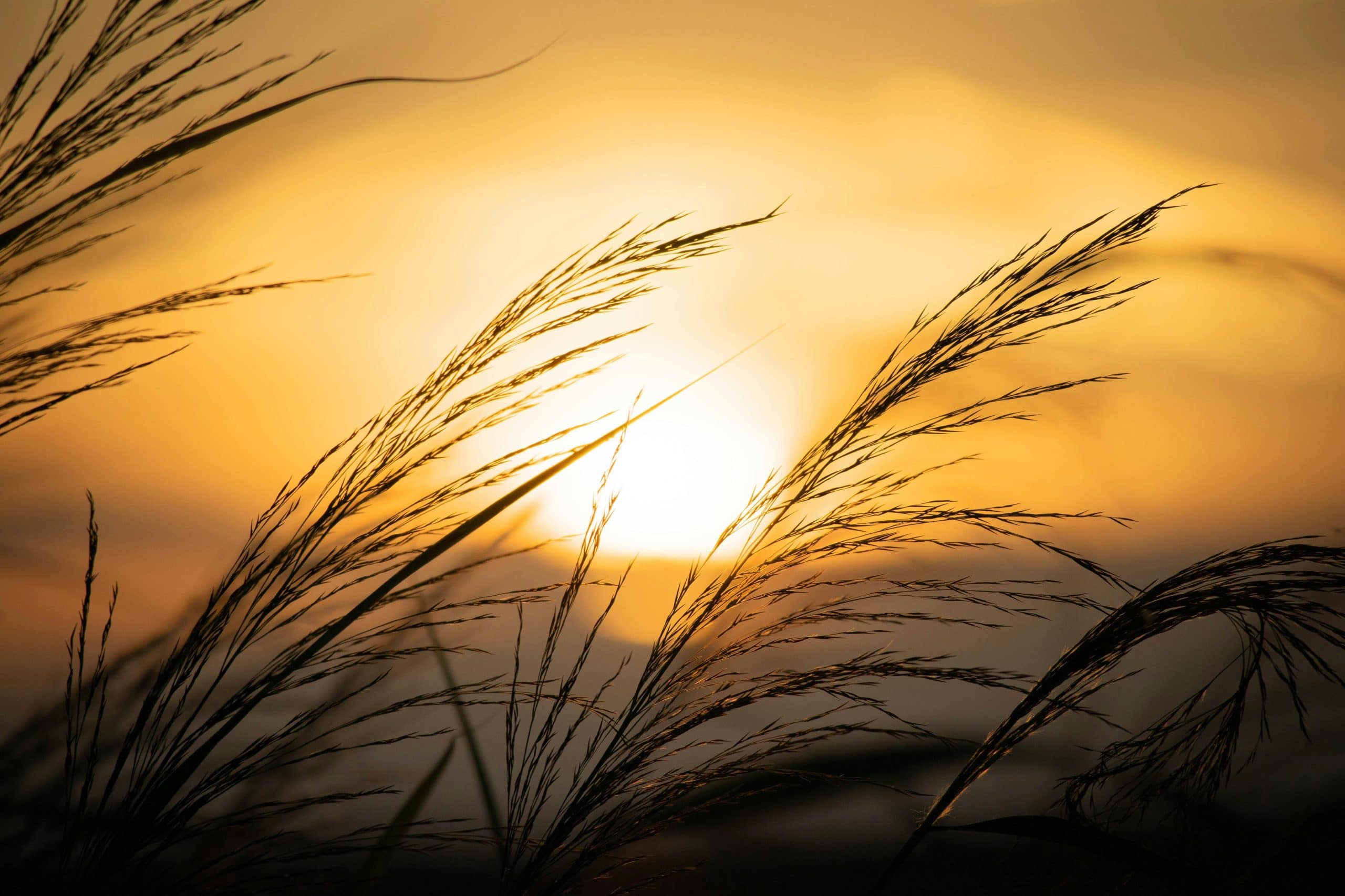 Rural Broadband Effect: How Starlink Is Reviving Countryside Markets