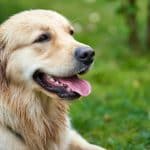 Pet-Friendly Hotels: Surprising Chains Rolling Out Puppy Menus