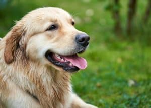 Pet-Friendly Hotels: Surprising Chains Rolling Out Puppy Menus