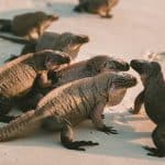 Fake Service Animals: Legal Consequences of ESA Fraud