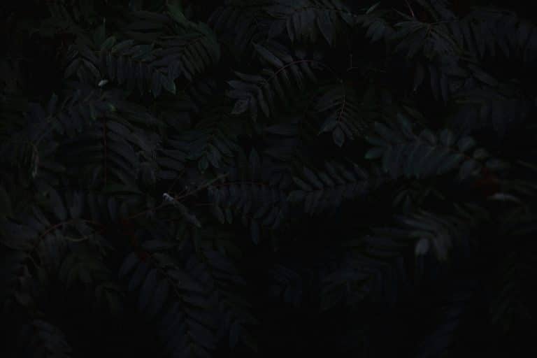 The Dark Side of "Vegan Leather": Petrochemicals in Disguise