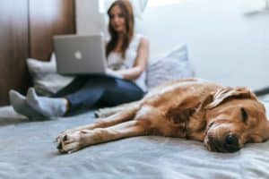 Police K-9 Use: When Dog Sniffs Violate Privacy Rights