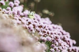 The Comeback of Y2K: Why Butterfly Clips and Low-Rise Rule Again