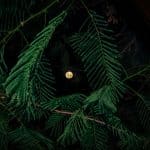 Space Law: Who Owns the Moon’s Resources?