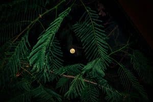 Space Law: Who Owns the Moon’s Resources?